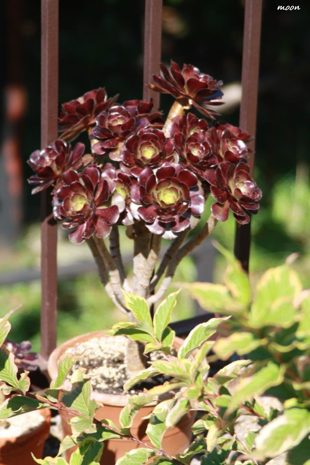 aeonium